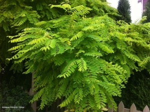 Robinia pseudoacacia 'Frisia' - foliage